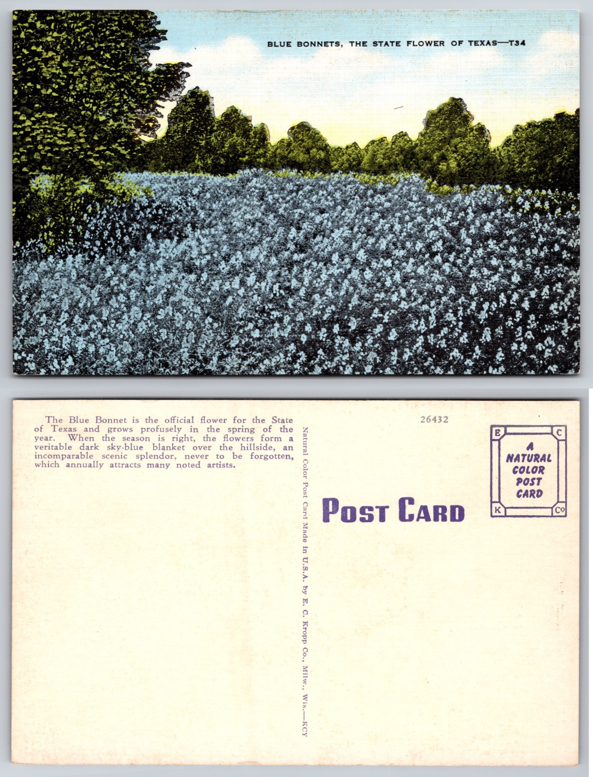 Continental Blue Bonnets Texas Postcard