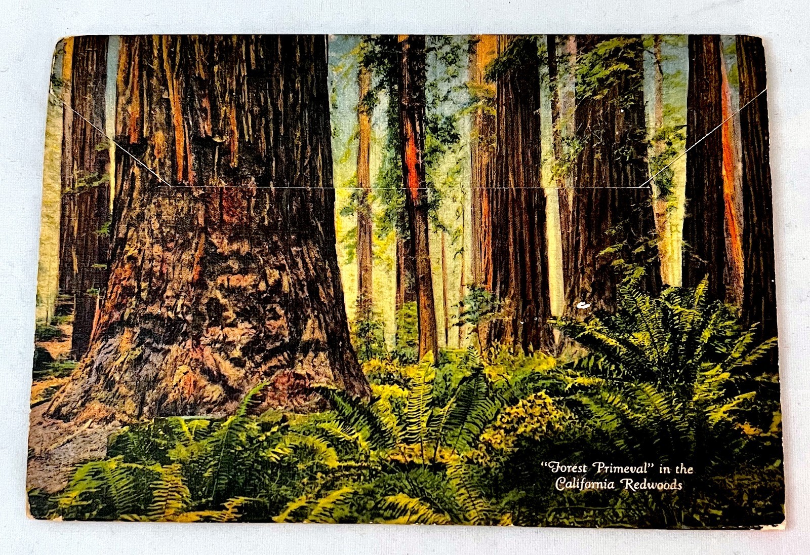 Postcard Folder. “Big Basin Santa Cruz Big Trees CA” 18 pics. Vintage 1930s-’40s