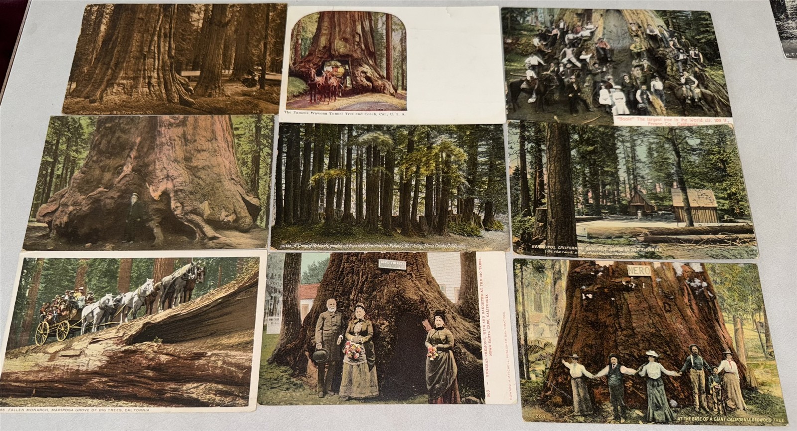38 different 1907-1920 California Redwood Postcards Redwood Trees Awesome lot!
