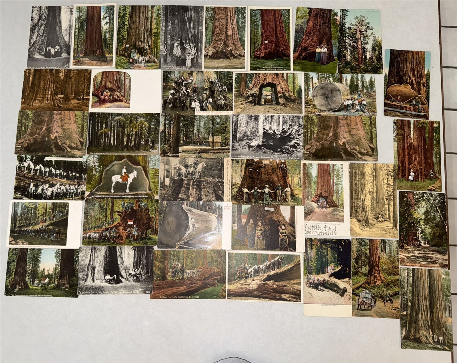 38 different 1907-1920 California Redwood Postcards Redwood Trees Awesome lot!