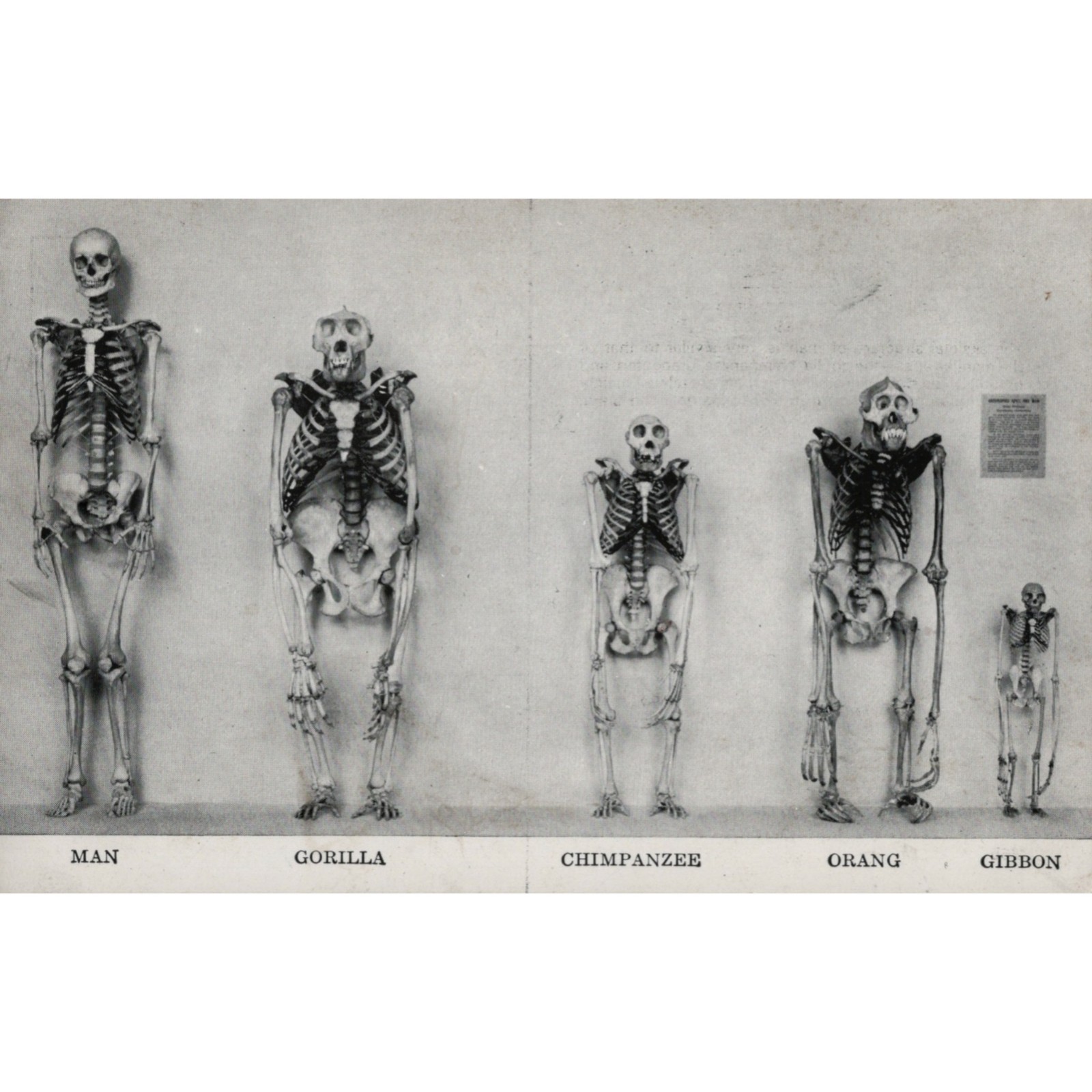 Osteology Primate Skeletons Postcard Macabre Creepy Oddity Museum Display VTG