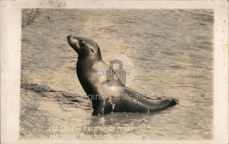San Diego, California CA Sea Lion-California Coast Original Vintage RPPC