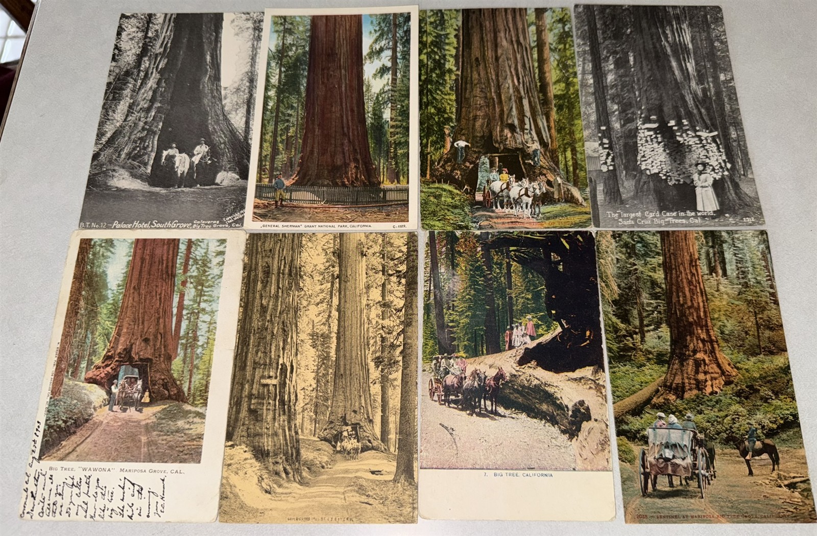 38 different 1907-1920 California Redwood Postcards Redwood Trees Awesome lot!
