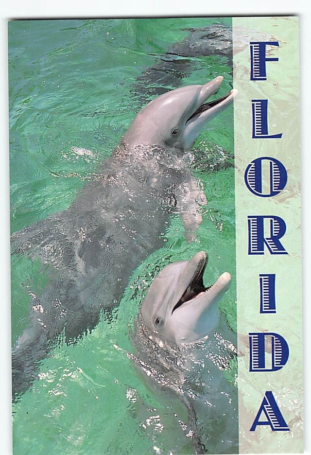 Postcard Two Dolphins Scene Picture Florida USA
