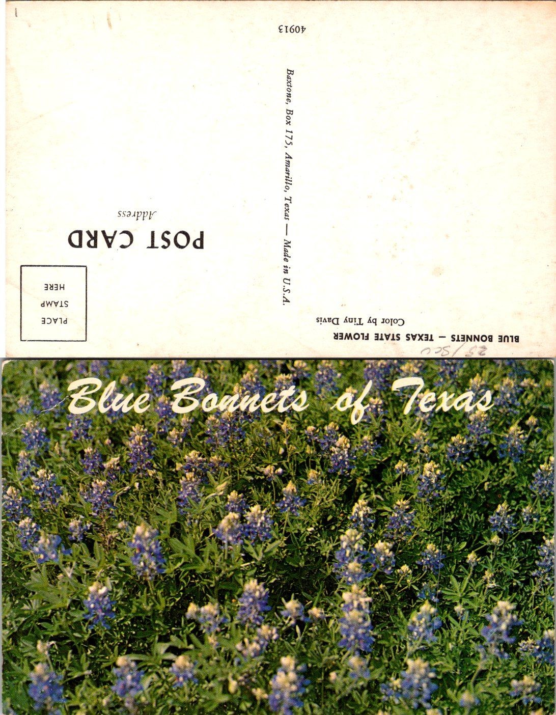 Blue Bonnets of Texas Postcard Unposted Vintage Texas State Flower Color Photo