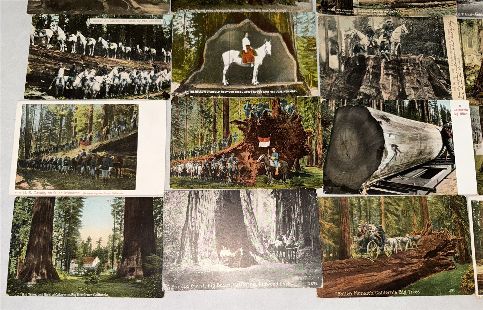 38 different 1907-1920 California Redwood Postcards Redwood Trees Awesome lot!