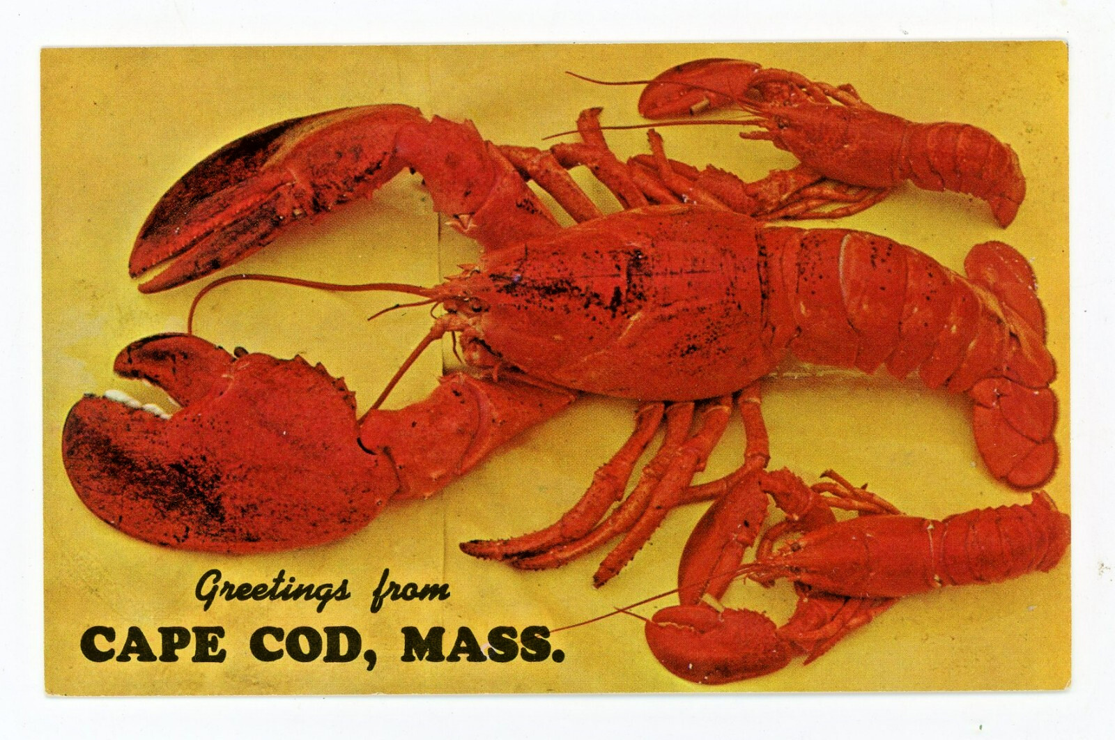 Vintage Postcard Animals Lobster Cape Cod Massachusetts Unposted Chrome Teich