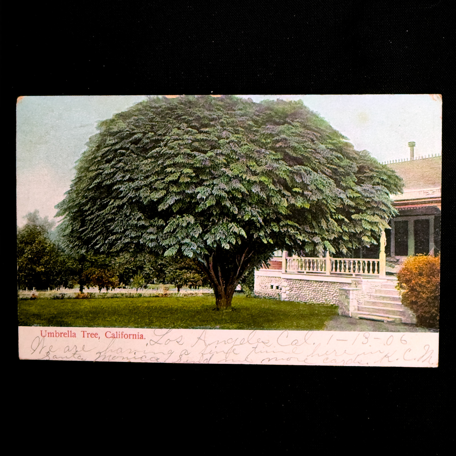 Vintage California Postcard Lot 4 Umbrella Trees Lake Donkey Cart 1900s