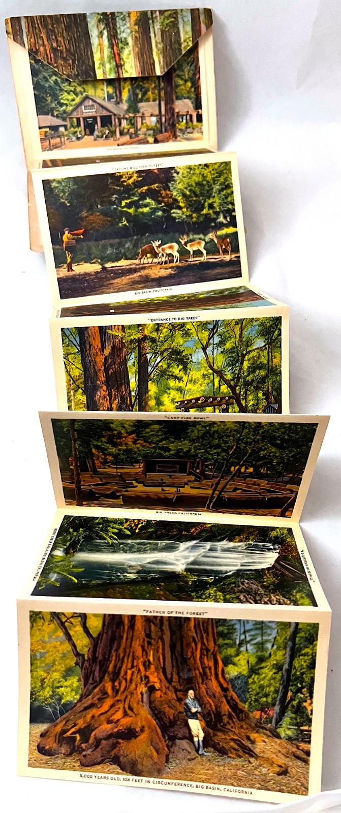 Postcard Folder. “Big Basin Santa Cruz Big Trees CA” 18 pics. Vintage 1930s-’40s