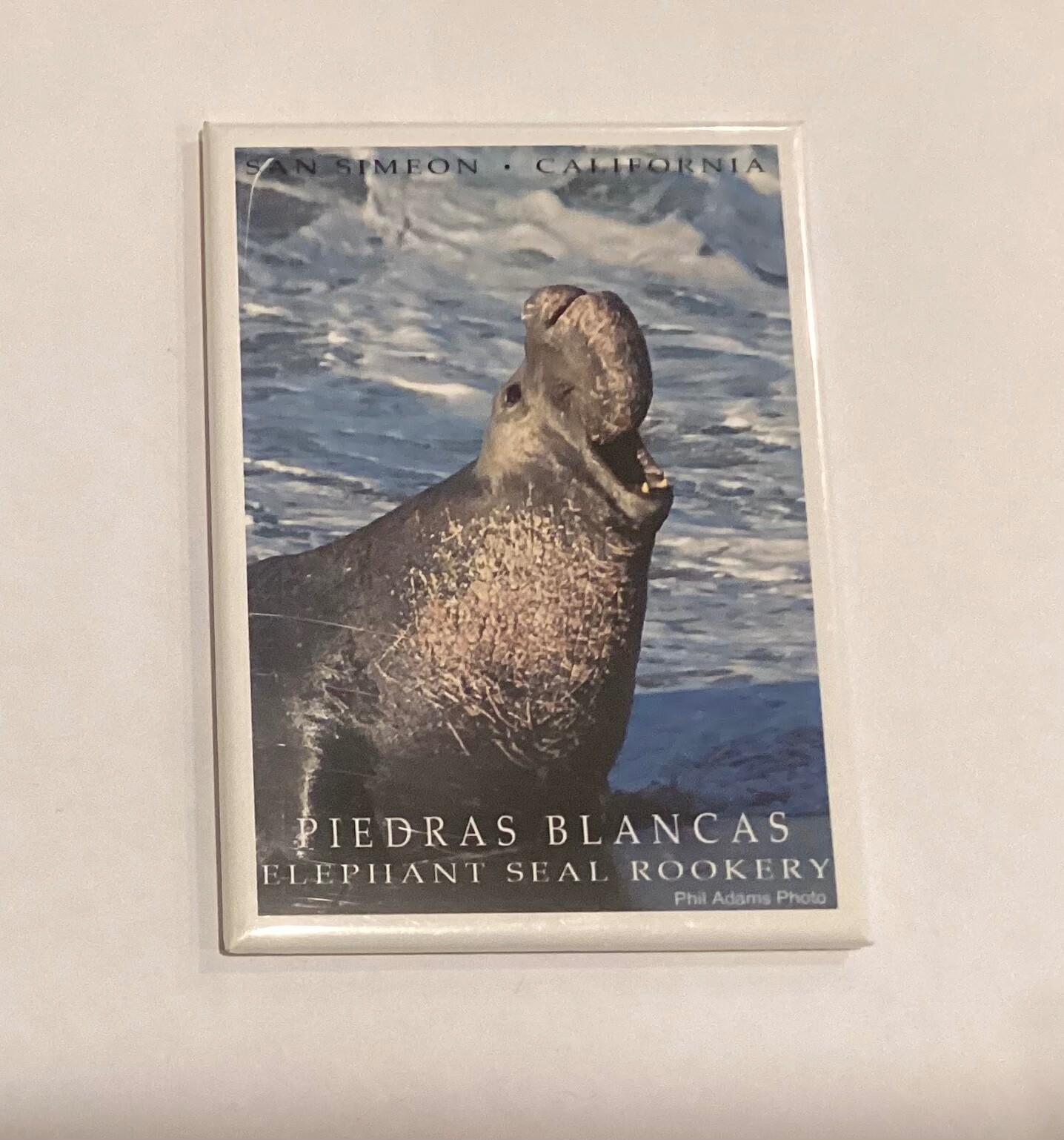 Piedras Blancas Elephant Seal San Simeon California Fridge Magnet Y03