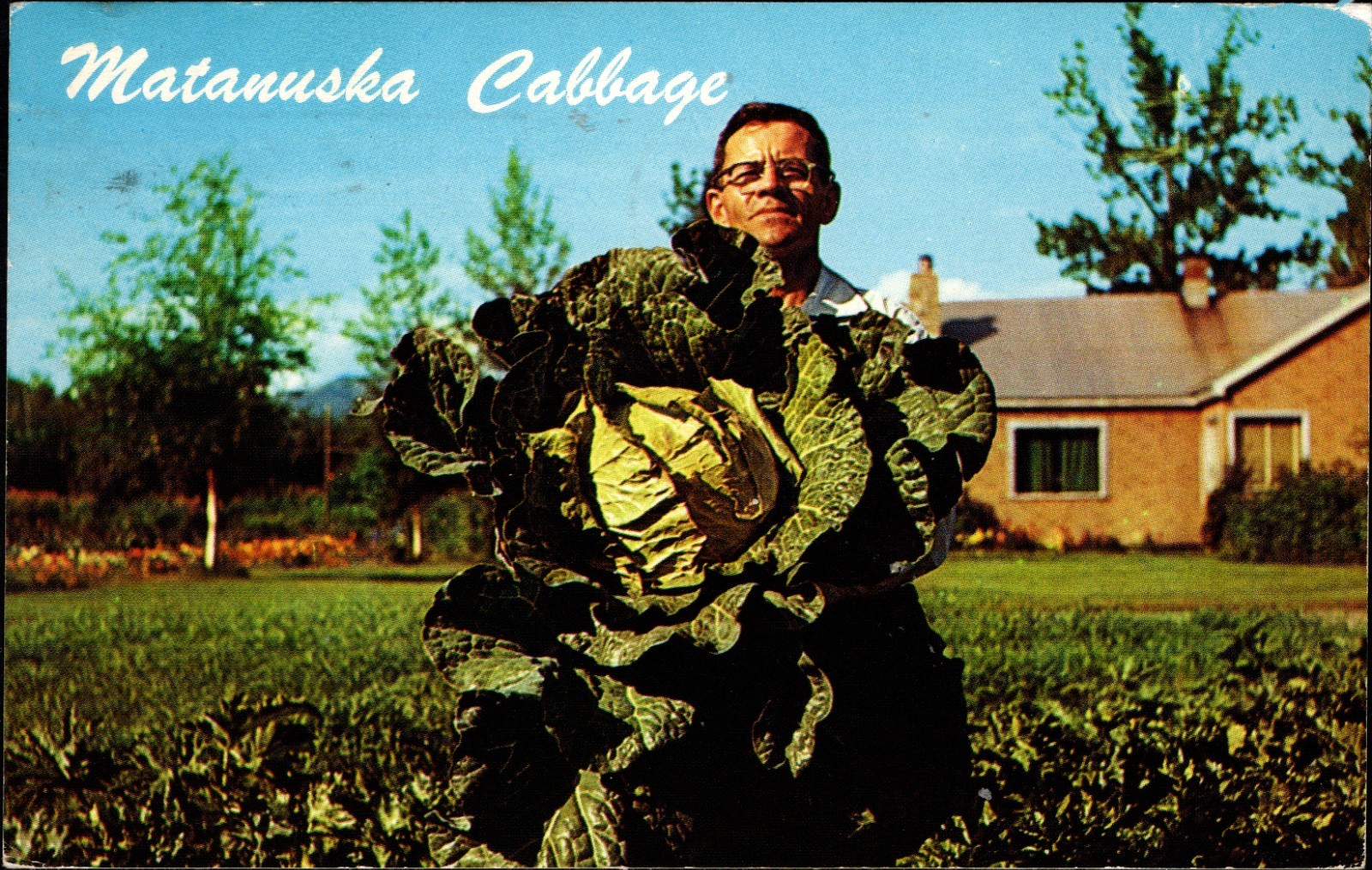 Matanuska Valley AK This Cabbage Weighs 40 pounds about 30 Days after Planting