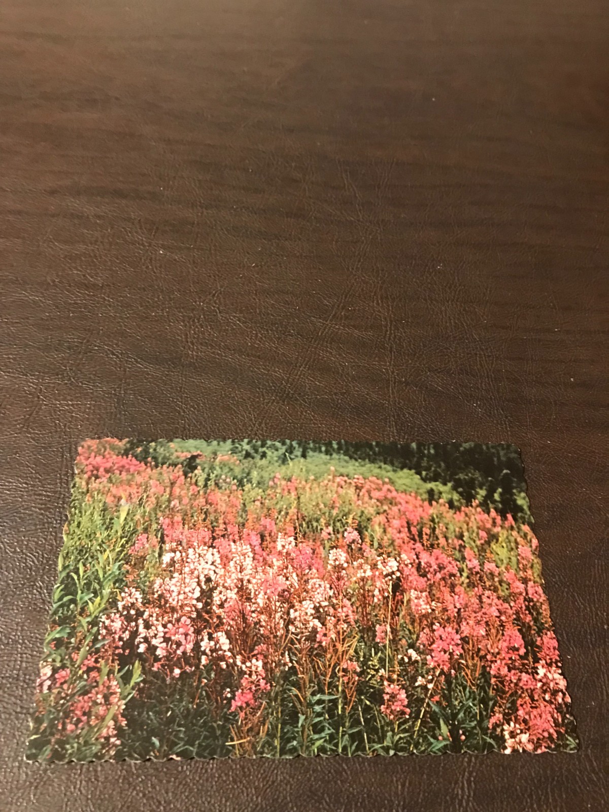 UNPOSTED POSTCARD – CANADA: FIREWEED – THE MOST PROLIFIC FLOWER IN THE YUKON