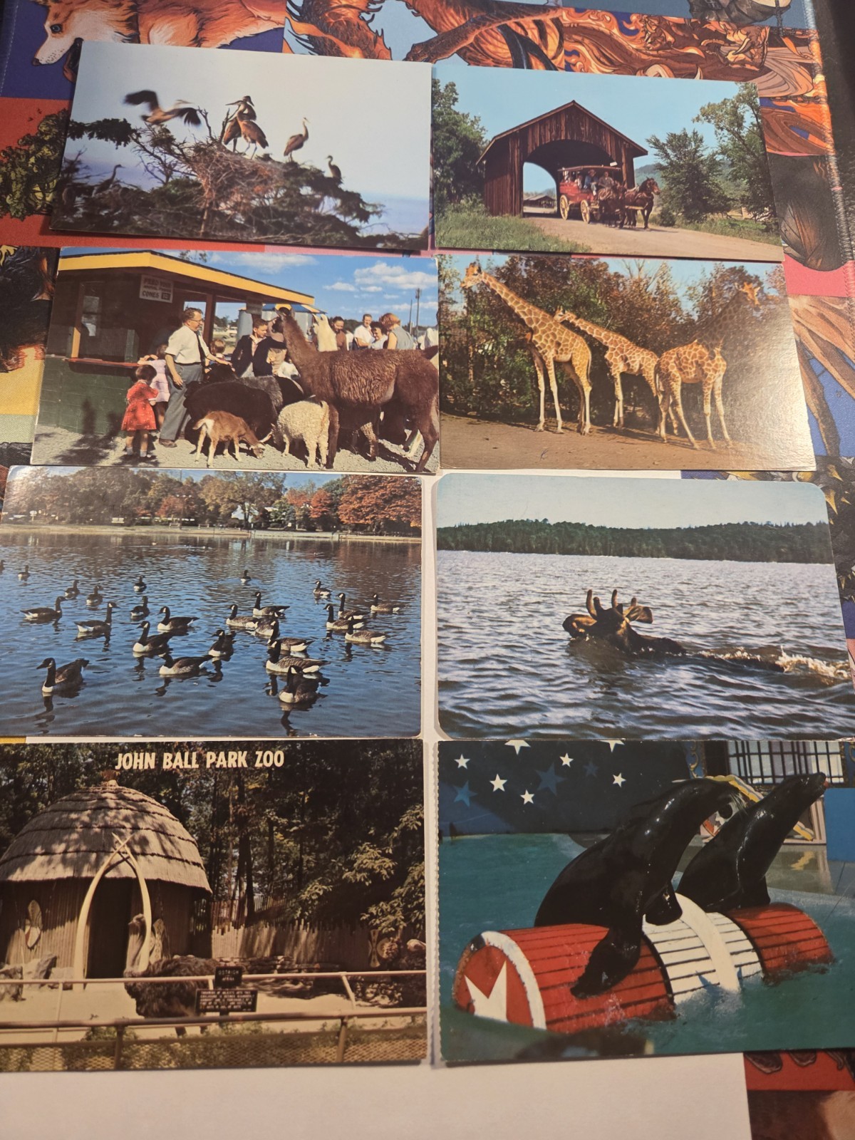 Vintage Postcard Lot Of Animals Ducks Giraffes Seals John Ballpark Zoo