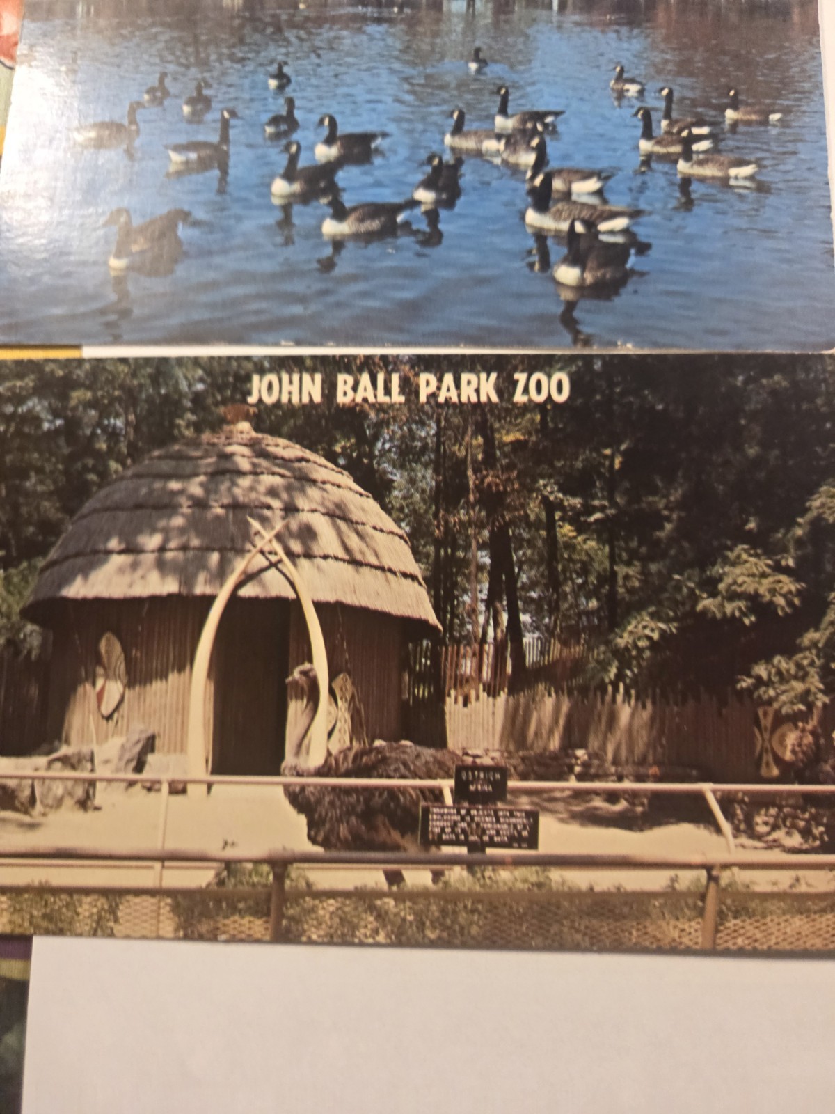 Vintage Postcard Lot Of Animals Ducks Giraffes Seals John Ballpark Zoo