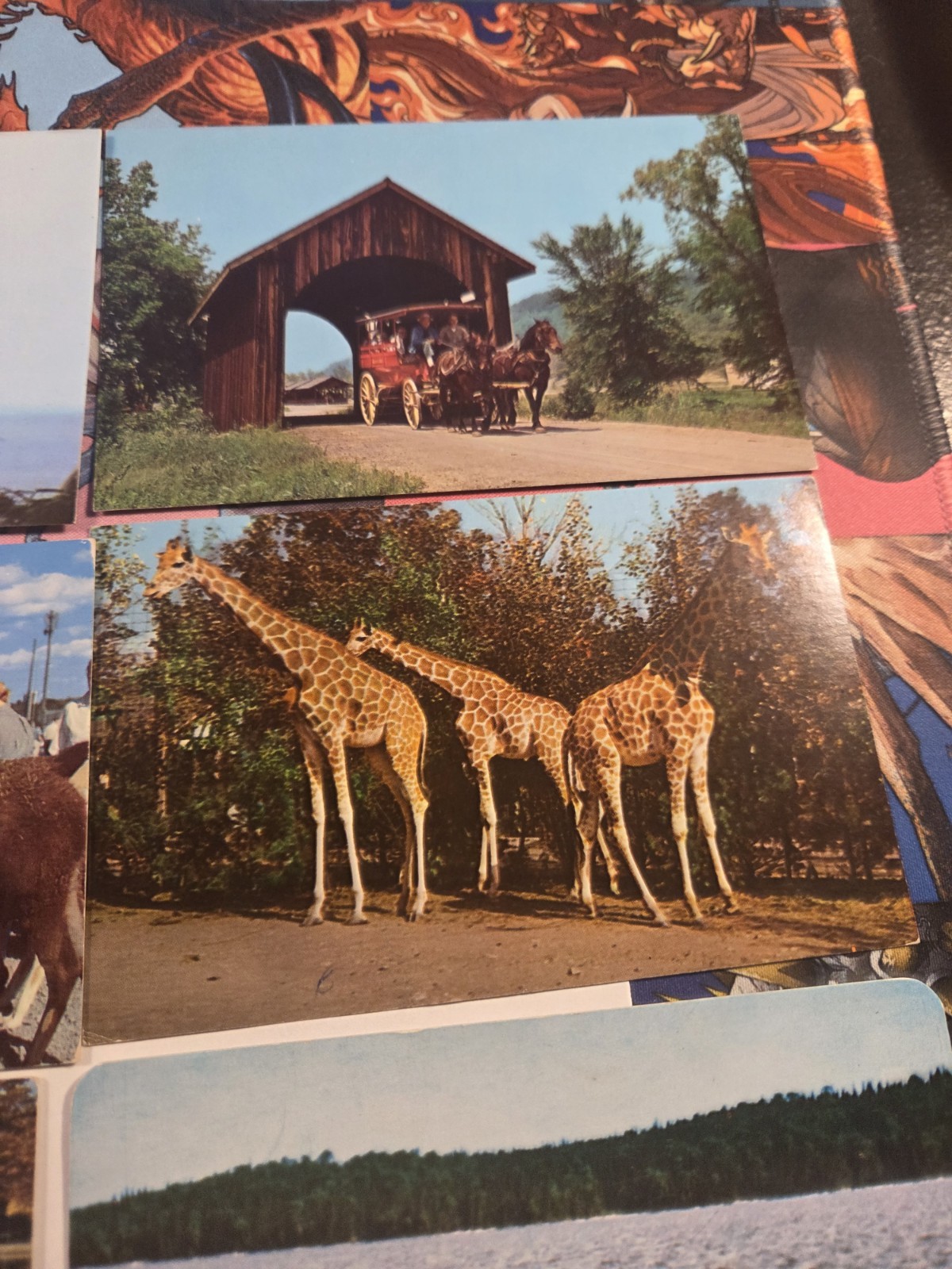 Vintage Postcard Lot Of Animals Ducks Giraffes Seals John Ballpark Zoo