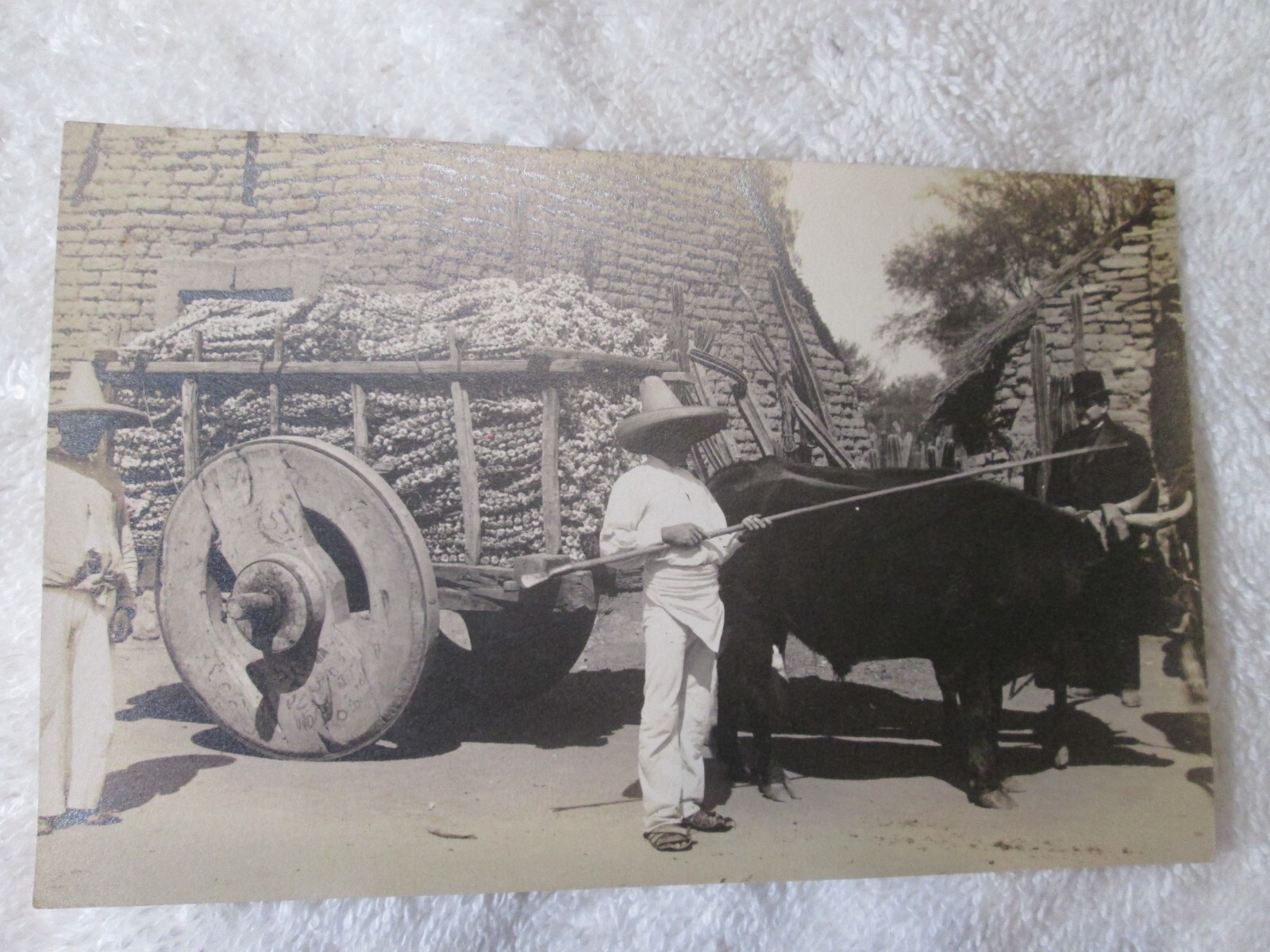 Antique RPPC Alfredo Maspero Garlic Buyer Greenwich NY Mexico Harvest Postcard
