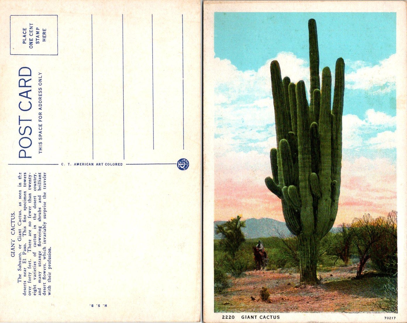 C T American Art Colored Giant Cactus Postcard Phoenix Arizona 2220 Unposted
