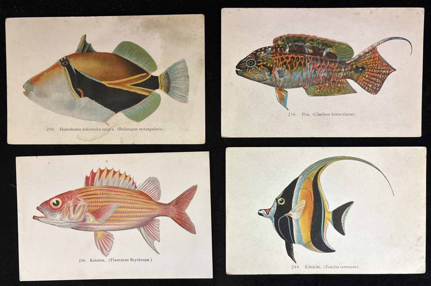 Postcard Lot of 4 Fishes of Hawaii Simonds Aquarium Long Beach CA Expo. Comm.