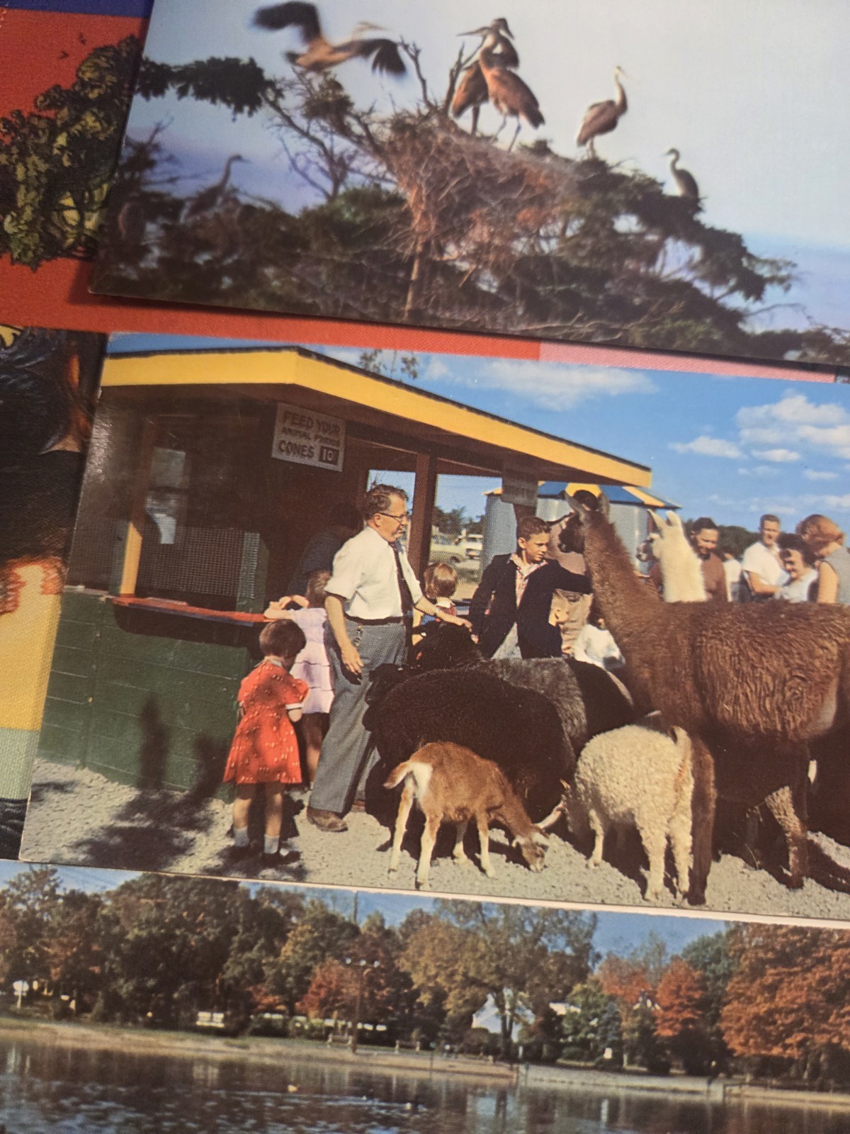 Vintage Postcard Lot Of Animals Ducks Giraffes Seals John Ballpark Zoo