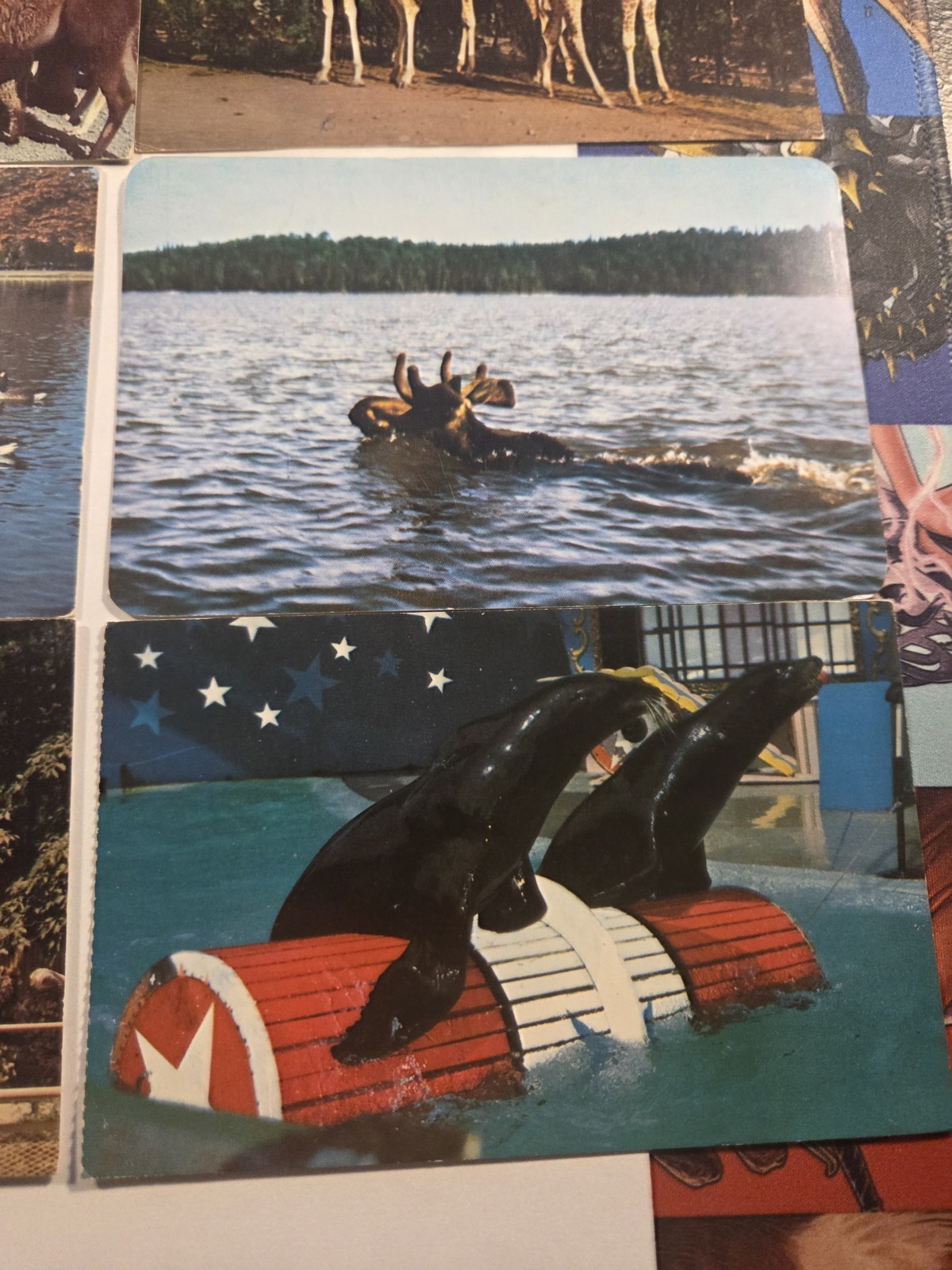 Vintage Postcard Lot Of Animals Ducks Giraffes Seals John Ballpark Zoo