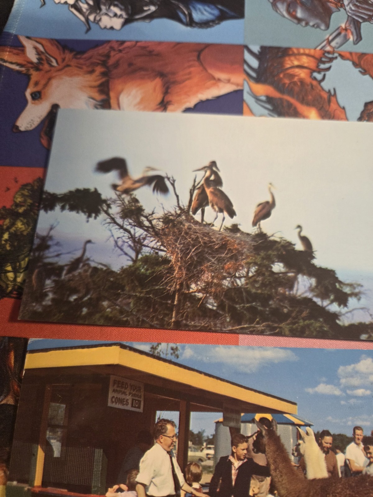 Vintage Postcard Lot Of Animals Ducks Giraffes Seals John Ballpark Zoo