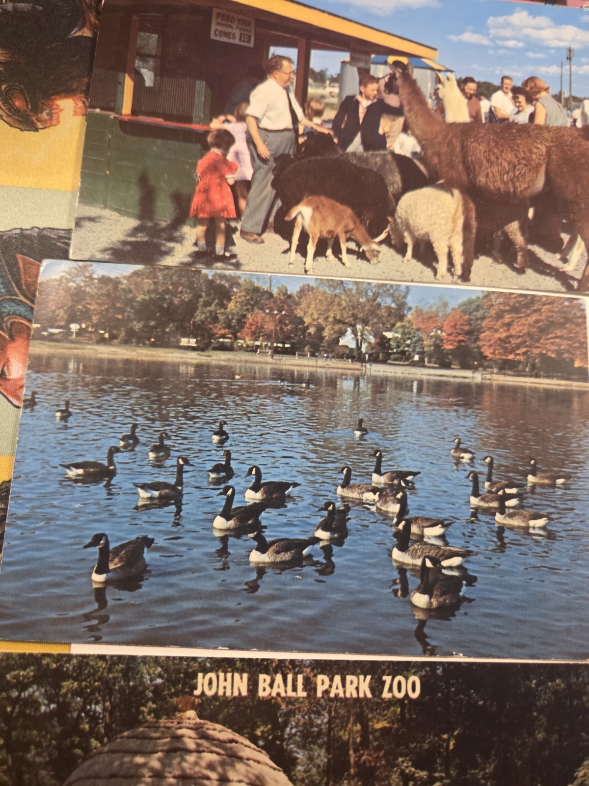 Vintage Postcard Lot Of Animals Ducks Giraffes Seals John Ballpark Zoo