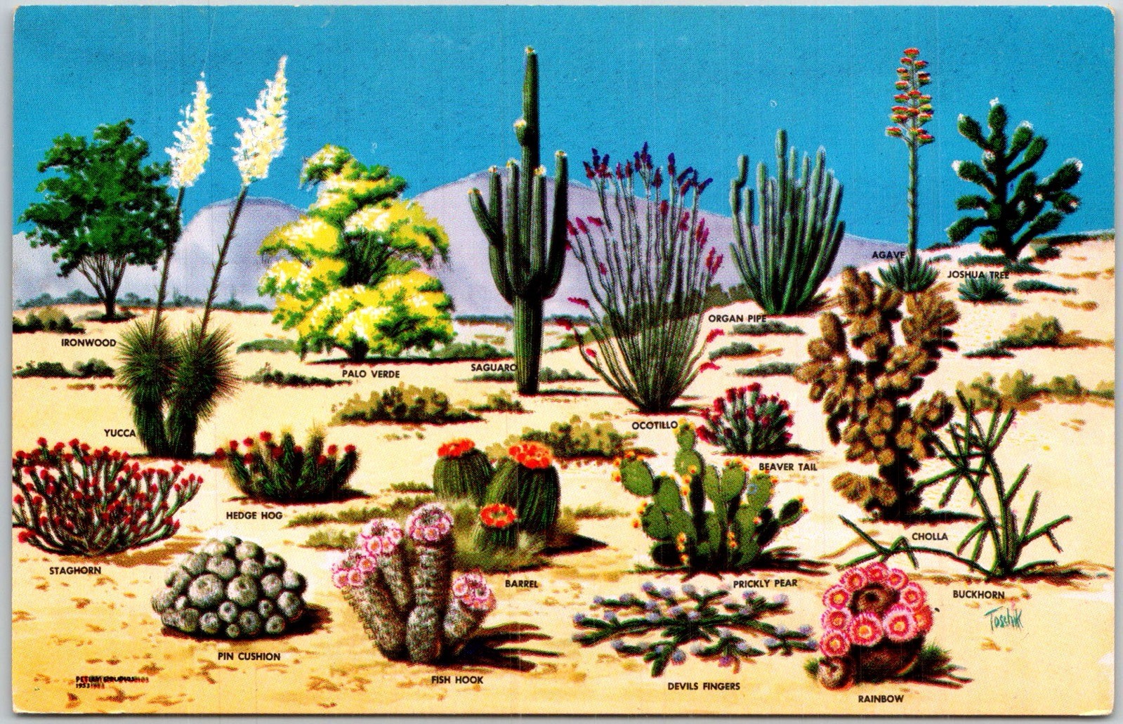 Southwest USA Cacti And Desert Flora Illustration Petley Postcard