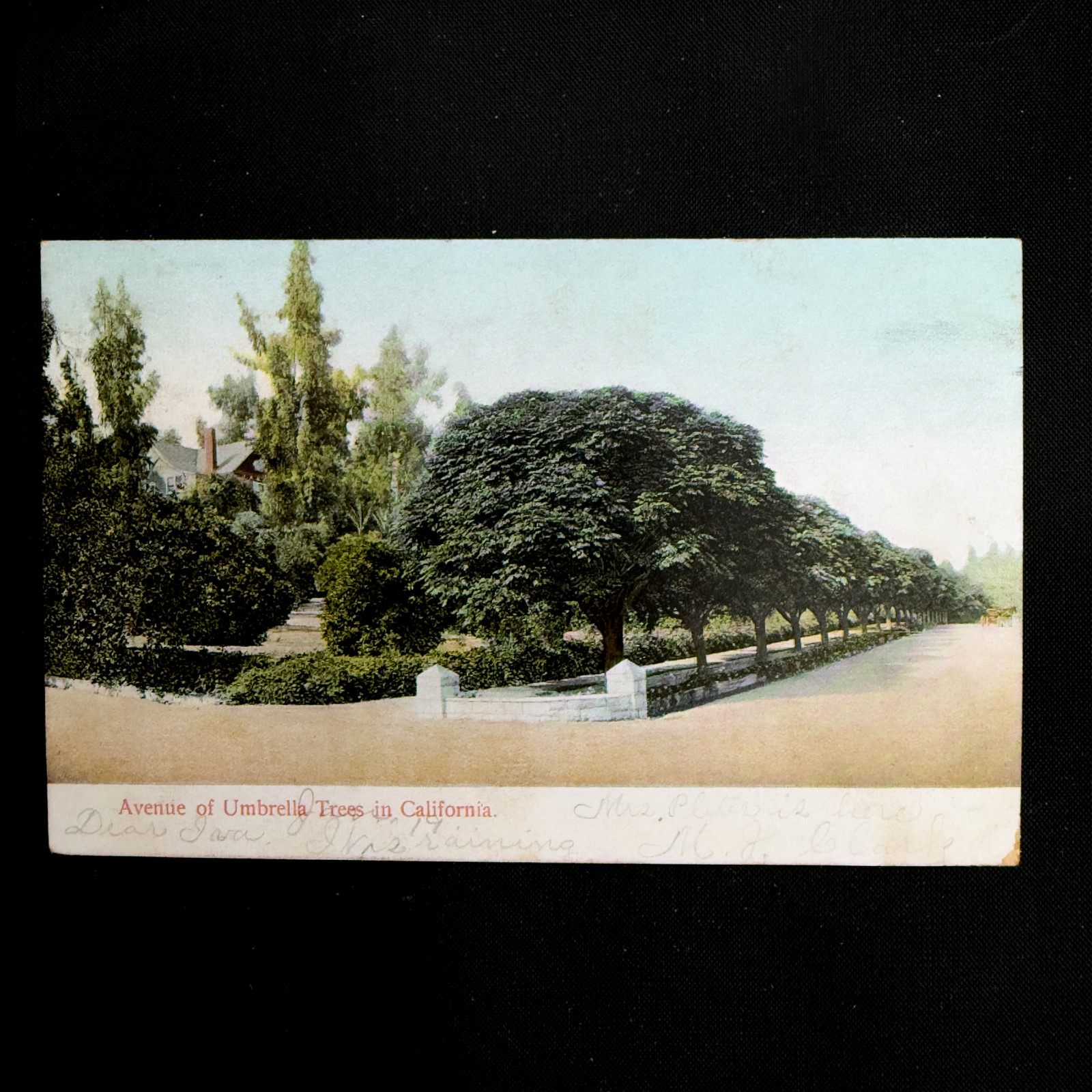 Vintage California Postcard Lot 4 Umbrella Trees Lake Donkey Cart 1900s