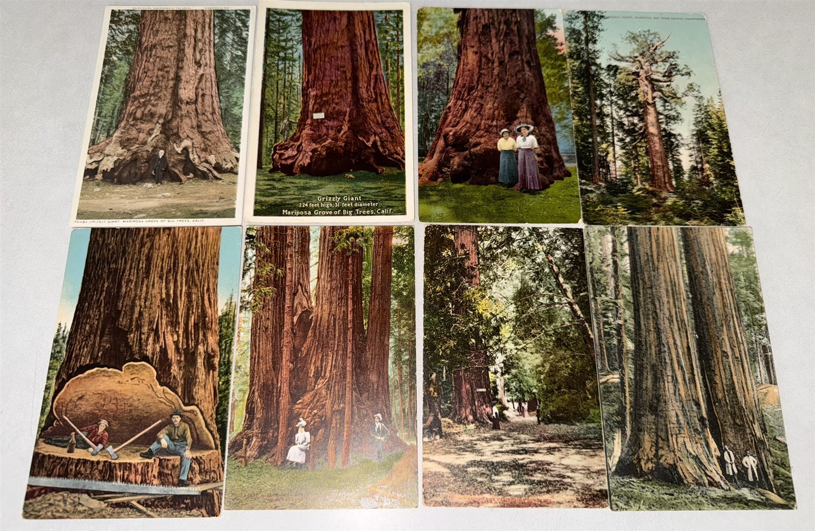 38 different 1907-1920 California Redwood Postcards Redwood Trees Awesome lot!