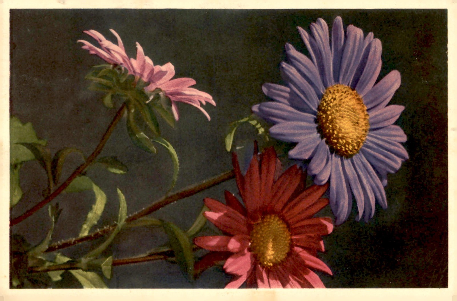 China Aster – Astro, 1944, United States, George Washington Postcard