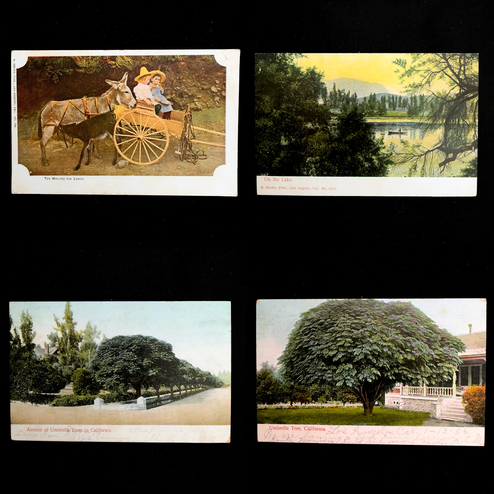 Vintage California Postcard Lot 4 Umbrella Trees Lake Donkey Cart 1900s