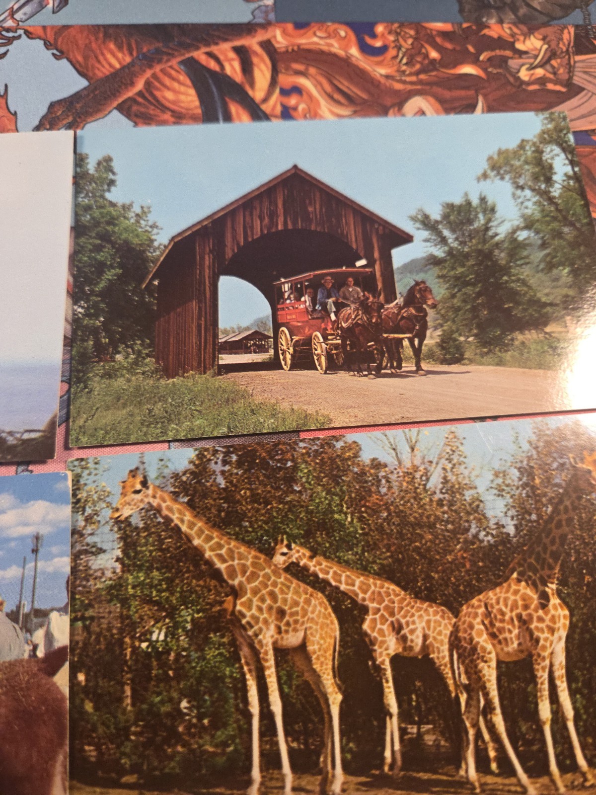 Vintage Postcard Lot Of Animals Ducks Giraffes Seals John Ballpark Zoo