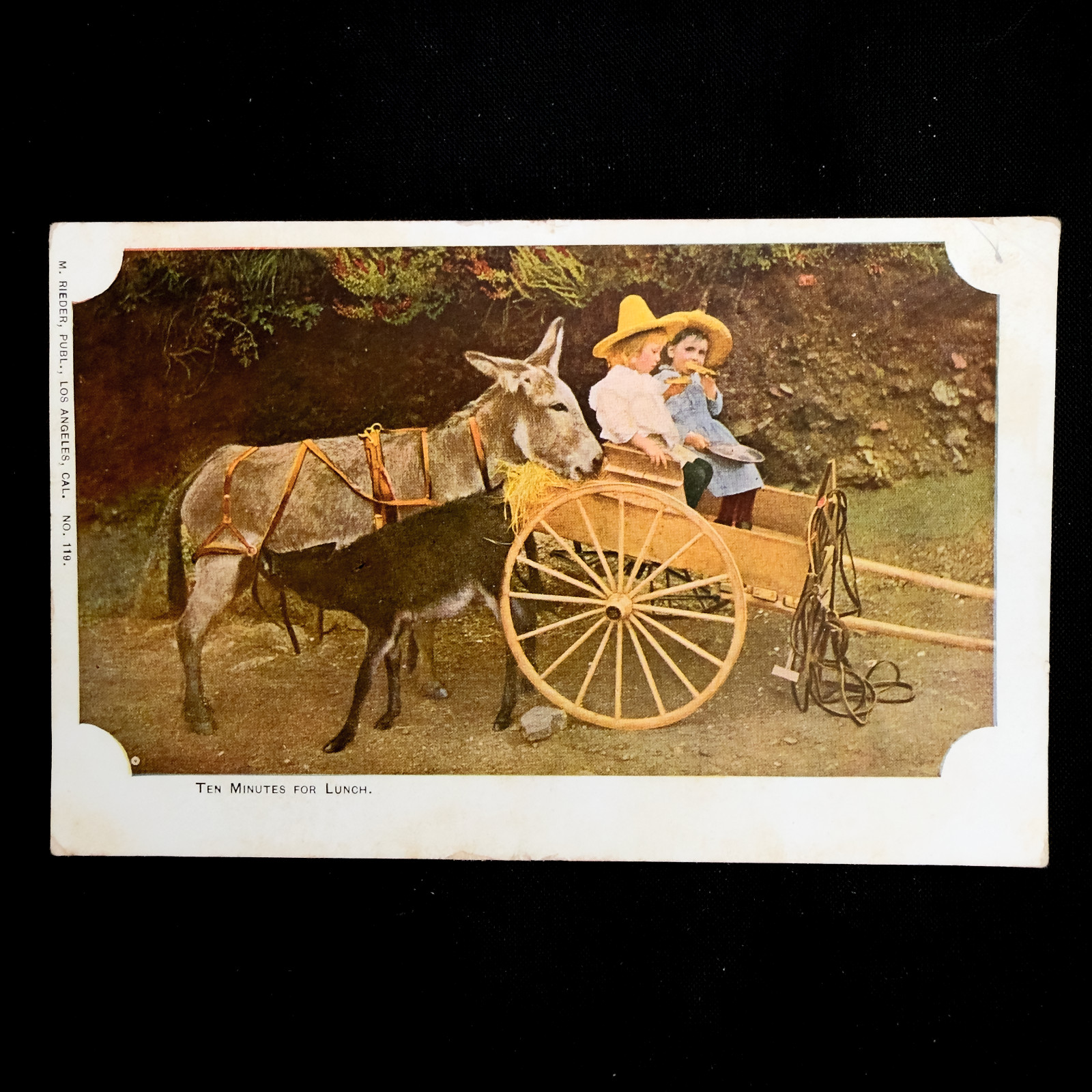 Vintage California Postcard Lot 4 Umbrella Trees Lake Donkey Cart 1900s