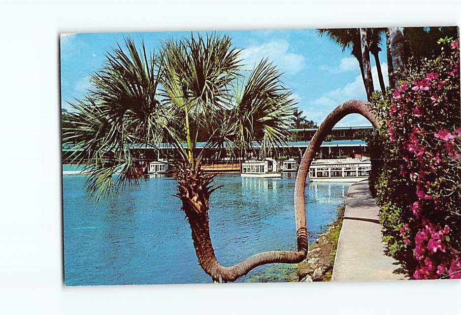 Postcard The Horseshoe Palm at Florida’s Silver Springs USA