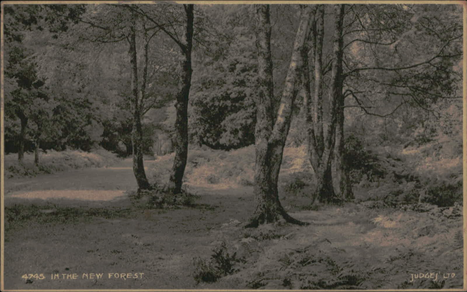 Postcard: 4745 IN THE NEW FOREST JUDGES’ LTD., HASTINGS