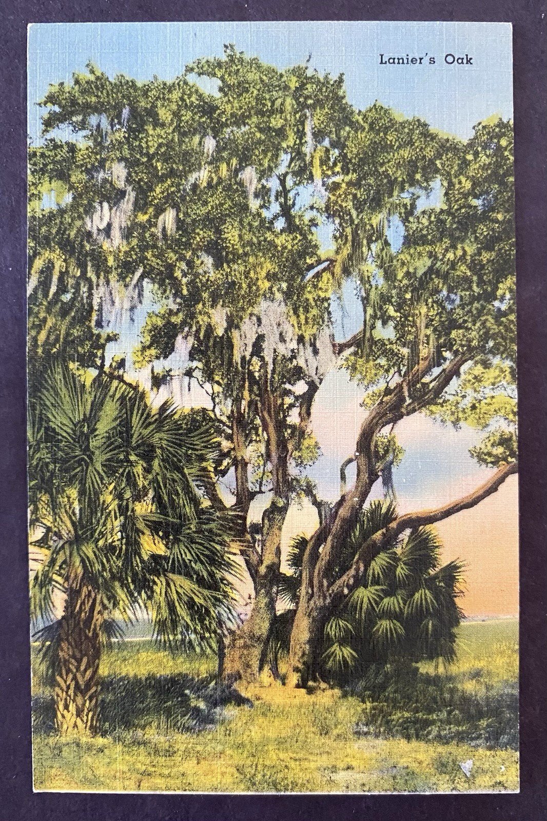 Vintage Postcard Lanier’s Oak Landscape Flowers & Plants Paper Single Unit D23
