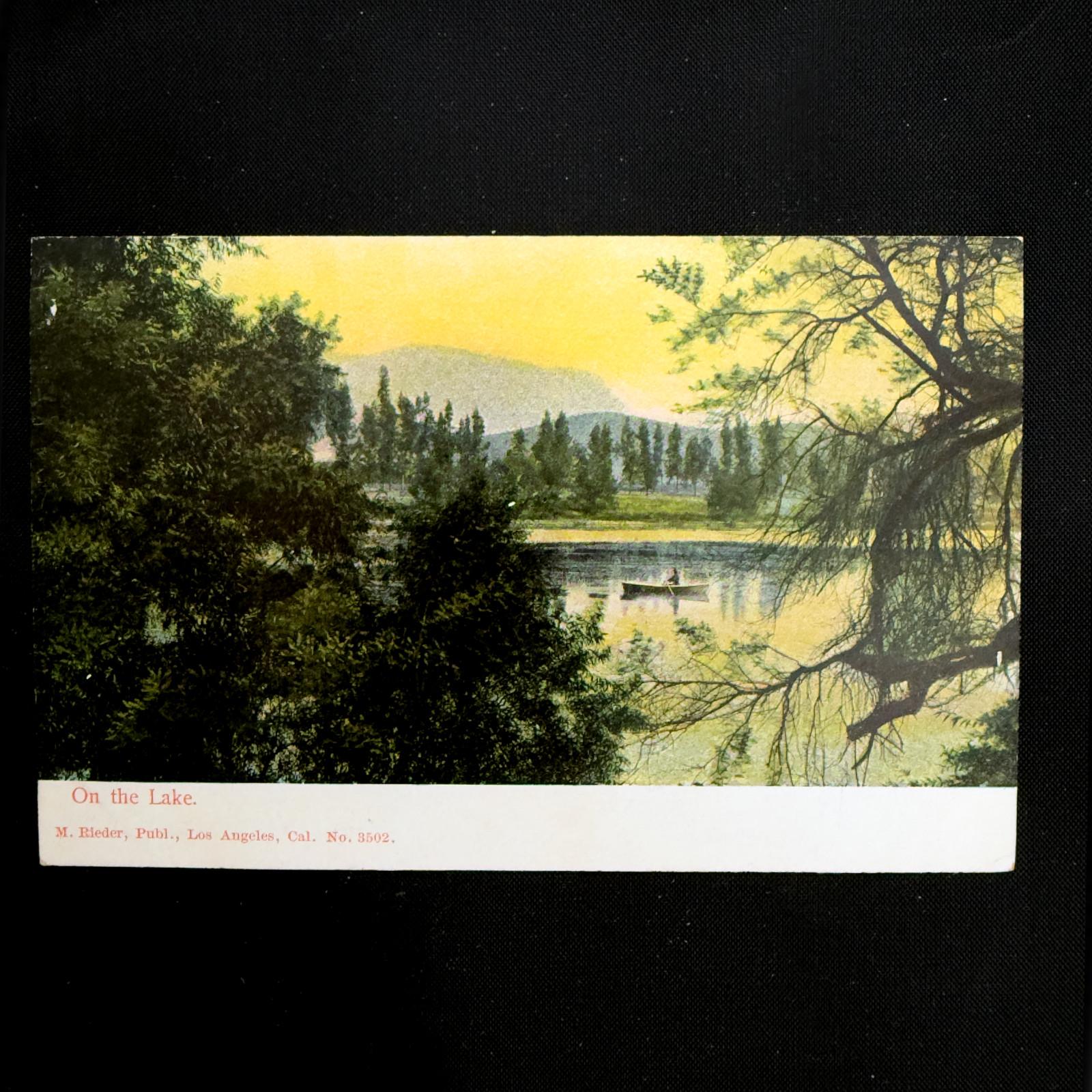 Vintage California Postcard Lot 4 Umbrella Trees Lake Donkey Cart 1900s