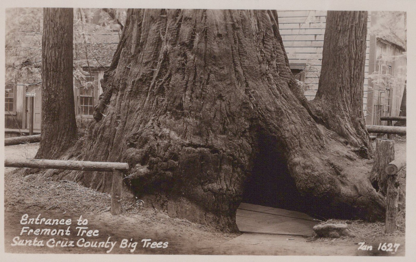 Fremont Tree Hollow Entrance Santa Cruz CA Big Trees 1910s – RPPC Photo Postcard