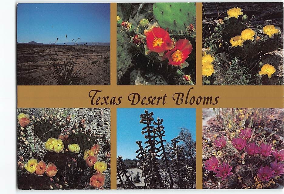 Postcard Desert Blooms in Texas USA