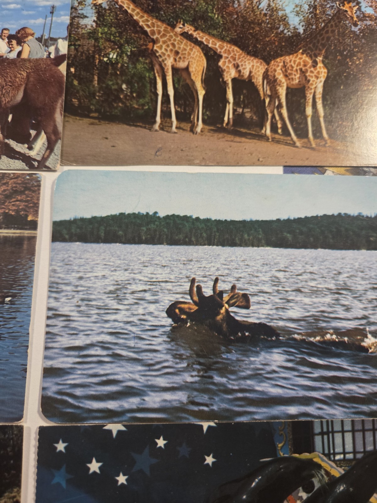 Vintage Postcard Lot Of Animals Ducks Giraffes Seals John Ballpark Zoo