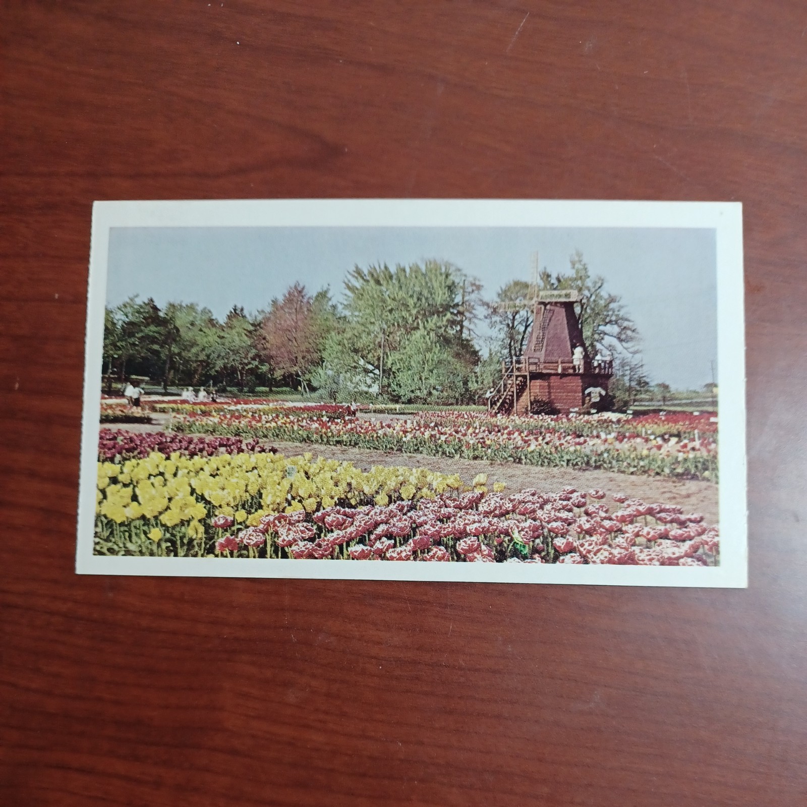 Vintage American Oil Company Promo Holland, Michigan Tulips Unused Postcard