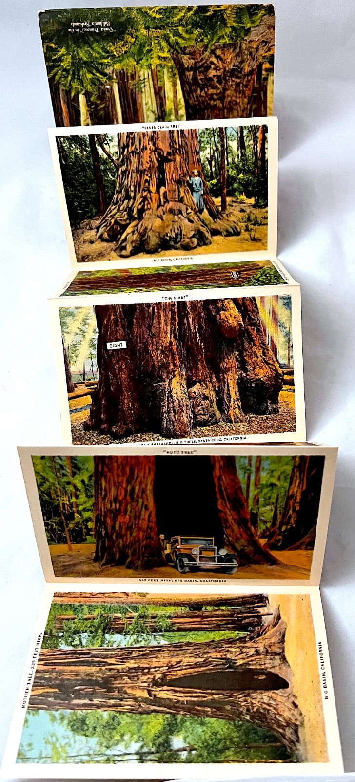 Postcard Folder. “Big Basin Santa Cruz Big Trees CA” 18 pics. Vintage 1930s-’40s