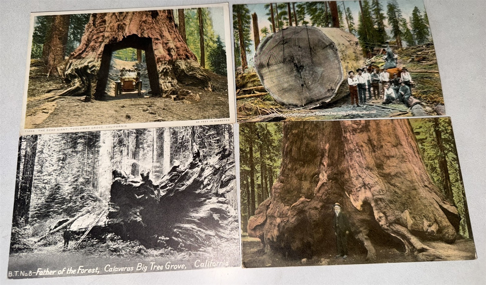 38 different 1907-1920 California Redwood Postcards Redwood Trees Awesome lot!
