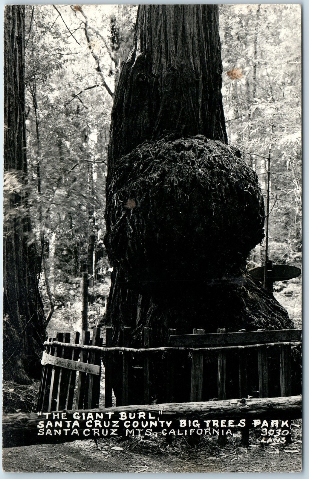 c1940s Santa Cruz, CA Giant Burl RPPC Redwood Big Trees Park Photo Laws Cal A326