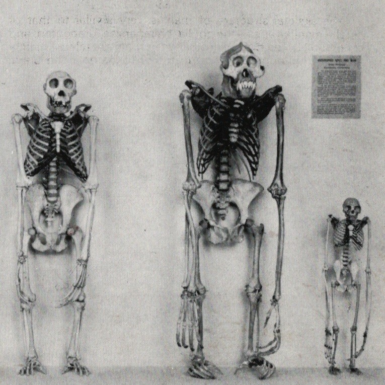 Osteology Primate Skeletons Postcard Macabre Creepy Oddity Museum Display VTG